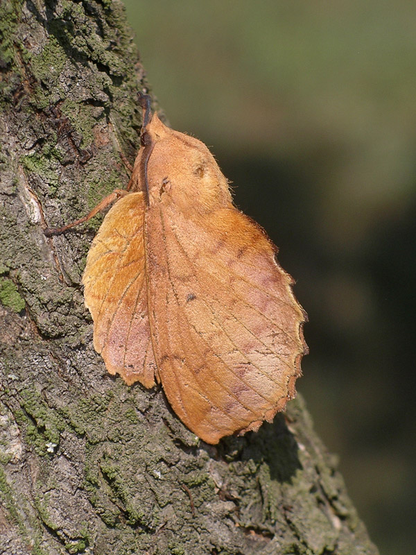 Gastropacha quercifolia